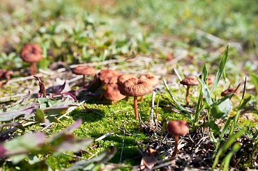 Государственный природный заказник федерального значения «Тамбукан»